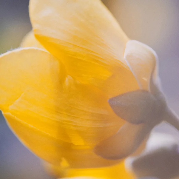 Fiore di ranuncolo giallo — Foto Stock