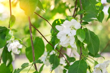 Bahar elma ağacı park açık seçici odak çiçek açan.