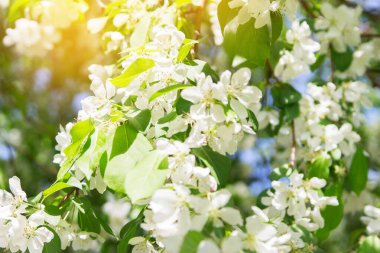 Bahar elma ağacı park açık seçici odak çiçek açan.