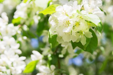 Bahar elma ağacı park açık seçici odak çiçek açan.