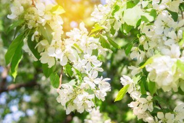 Bahar elma ağacı park açık seçici odak çiçek açan.