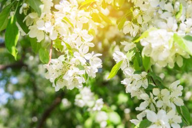Güneşli hava elma ağacı seçici odak noktası açıyor.
