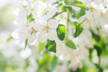 Güneşli hava elma ağacı seçici odak noktası açıyor.
