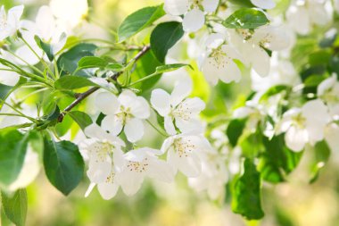Güneşli bahar çiçekli elma ağacı seçici odak.