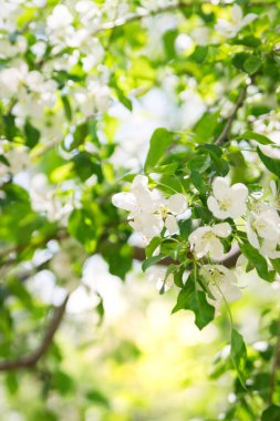 Güneşli bahar çiçekli elma ağacı seçici odak.