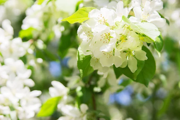 Bahar elma ağacı park açık seçici odak çiçek açan.