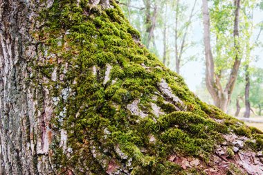 Orman arka planındaki ağaçta manzaralı yosun.