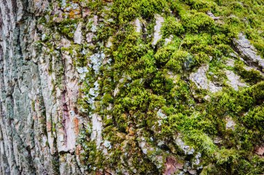 Ağaç kabuğunda resimli yosun..