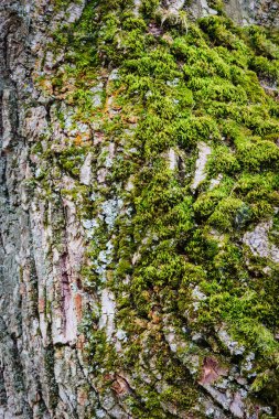 Ağaç kabuğunda resimli yosun..