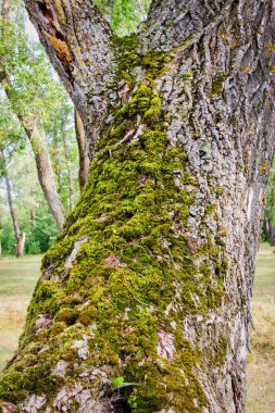 Ağaçtaki resimli yosun..