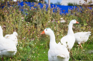 Şirin kazlar yeşil çimenlik araziye benziyor..