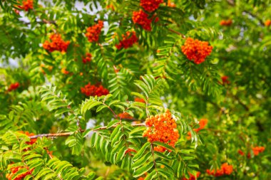 Rowan kırmızı yeşil yapraklar doğal arkaplan