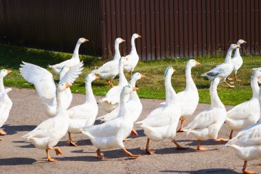 Beyaz kazlar köyün yeşil bahçesinde yürür