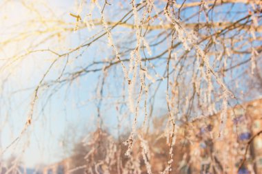Güzel kış orman manzara gün güneş ışığı ile.