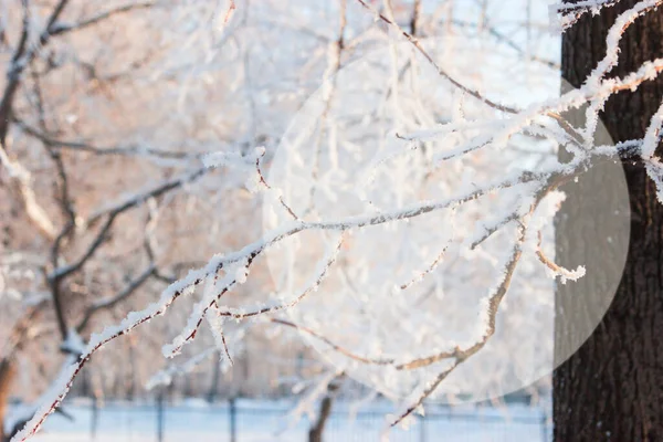风景秀丽的冬天背景与文本的圈子 — 图库照片