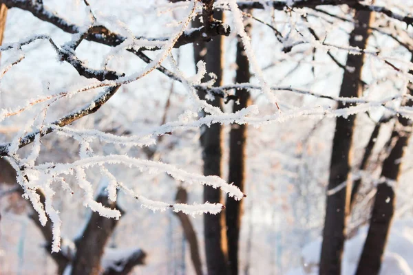 风景秀丽的森林景观白天室外分枝白雪 — 图库照片