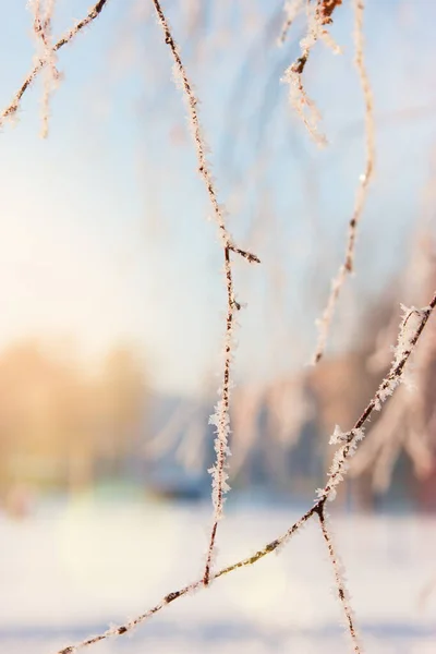 美丽的冬季森林景观与白天的阳光 — 图库照片