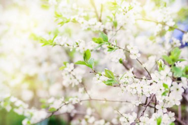 Doğal çiçek kiraz çiçekleri Bahçe güneş ışığında bahar.