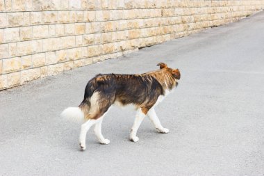 Bir Rus köpeği yola çıktı, sahibini ve evini arıyor..