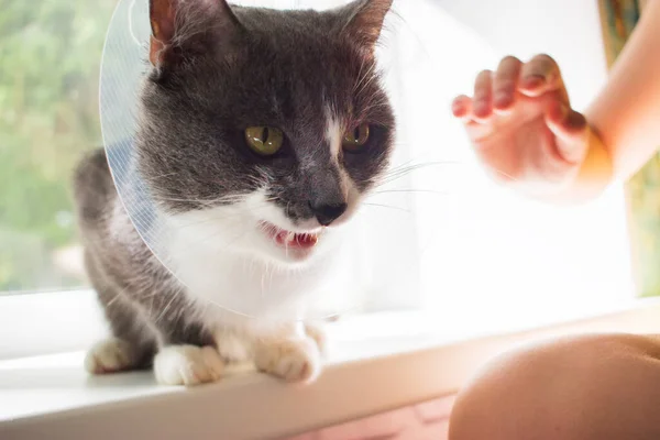 Boos Ziek Grijs Kat Transparant Kraag Patiënt Venster Rechtenvrije Stockafbeeldingen