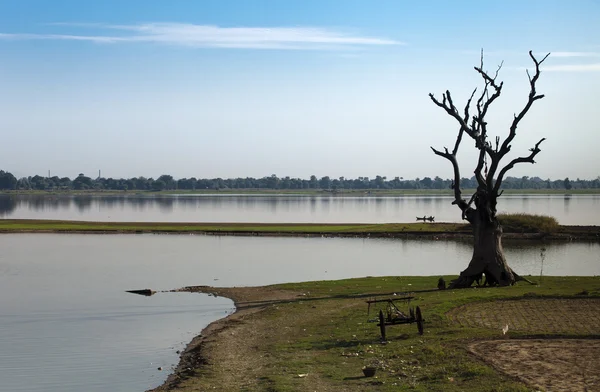 Árbol solitario y seco y carro cerca del río —  Fotos de Stock