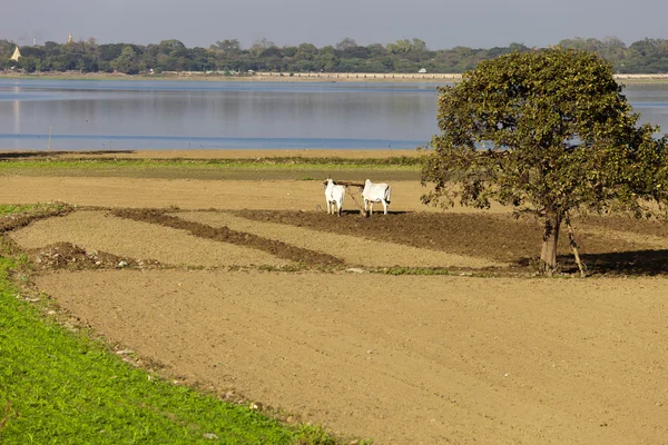 Dos búfalos blancos aran la tierra — Foto de Stock