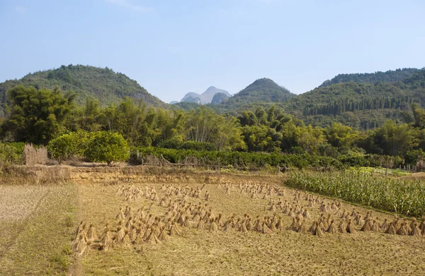 Bainha de arroz após a colheita no campo perto de montanhas — Fotografia de Stock