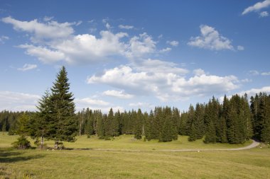 çam ağaçları ve bulutlu gökyüzü