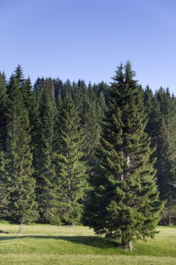 çam ağaçları ve mavi gökyüzü