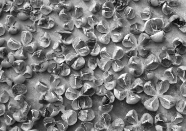 Trabzon hurması kurutma