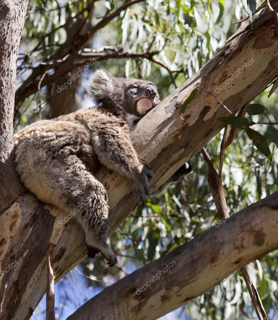 Koala schläft auf dem Baum Stockfotografie lizenzfreie Fotos