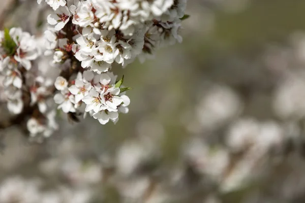 White cherry flowers on spring time — Stock Photo, Image