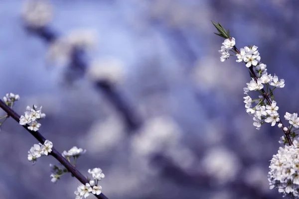 White cherry flowers on spring time — Stock Photo, Image