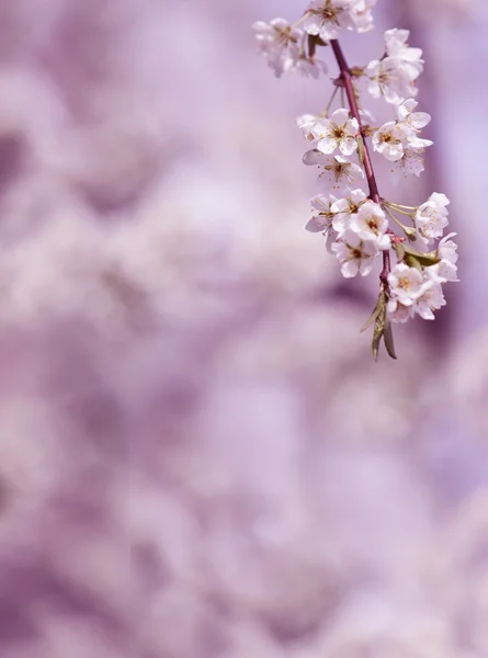 Pink flowers on spring time — Stock Photo, Image