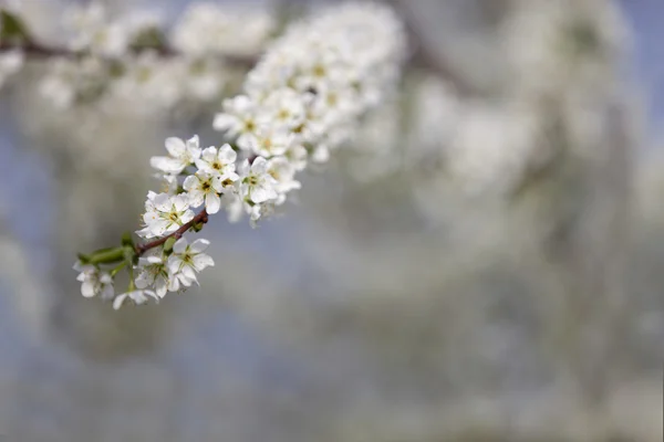 Weiße Kirschblüten zur Frühlingszeit lizenzfreie Stockbilder