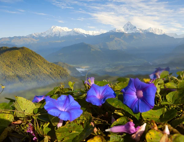 Гірський пейзаж з квітами Стокове Зображення