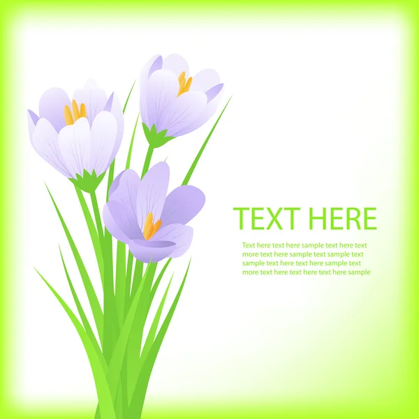 Crocus flower.spring achtergrond — Stockvector