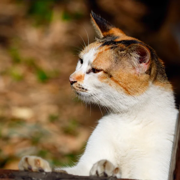 Closeup view of a cat — Stock Photo, Image