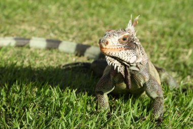 Iguana