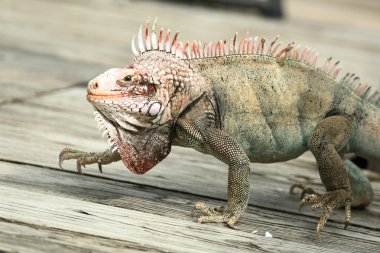 Iguana