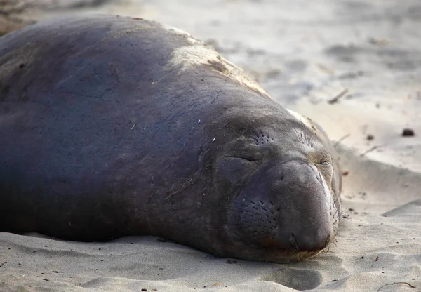 Gajah laut — Stok Foto