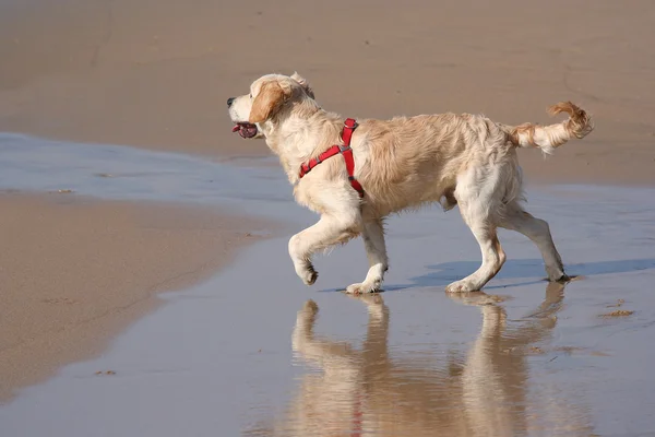 Labrador dog with reflex — Stock Photo, Image