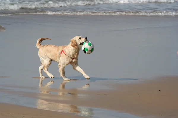 Labrador pes s míčem — Stock fotografie