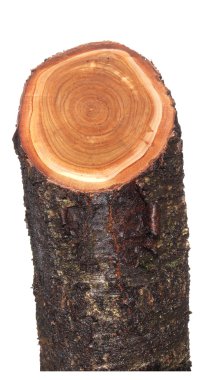 Beyaz bir arka plan üzerinde izole günlük 