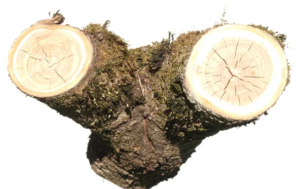 Log isolated on a white background — Stock Photo, Image