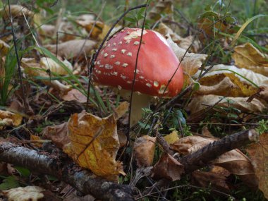 Kuru yaprakların ve dalların arasında sonbahar ormanında mantar..       