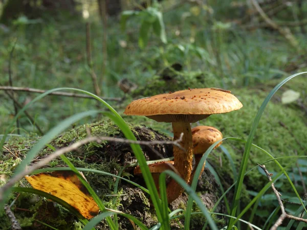 Seta Amarilla Sobre Árbol Cubierto Musgo Bosque Otoñal Entre Hojas — Foto de Stock