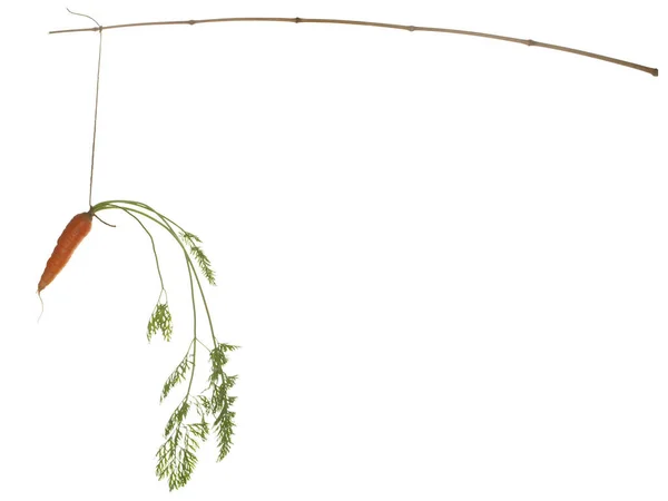 Fresh Carrots Hanging Bamboo Fishing Rod Isolated White Background — Stock Photo, Image