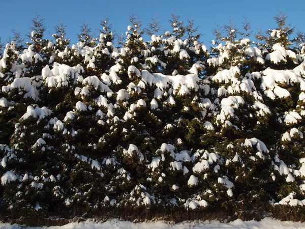 Thuja Hedge Covered Snow Cold Day Winter Royalty Free Stock Photos