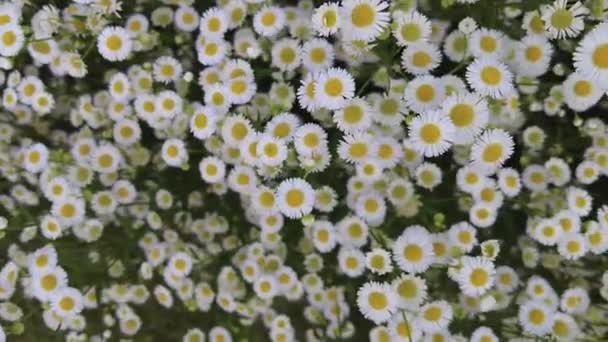 Beautiful Daisy Flowerdaisy Flower Garden Camomile Oxeye Daisy — Vídeos de Stock
